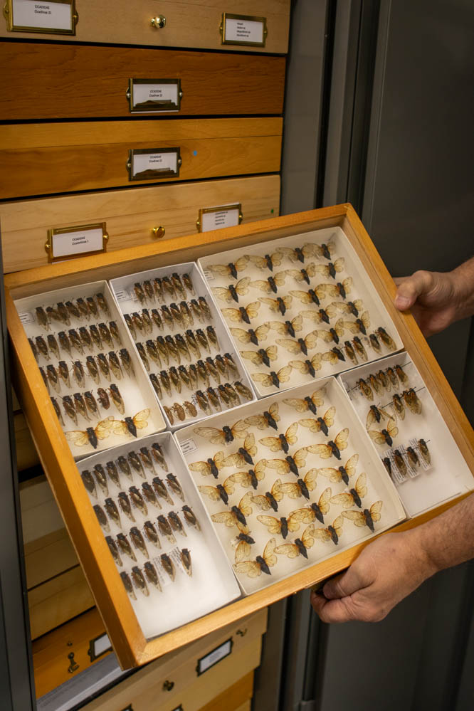 Gallery: C.P. Gillette Museum of Arthropod Diversity houses unique specimens