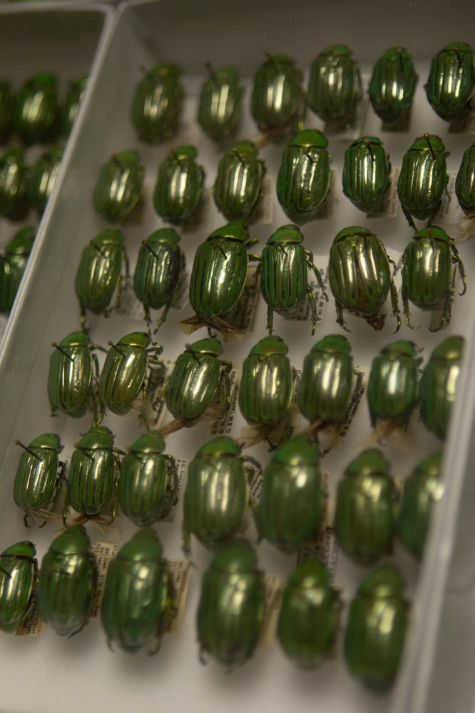 Gallery: C.P. Gillette Museum of Arthropod Diversity houses unique specimens