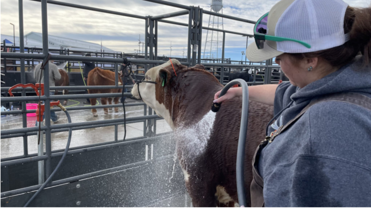 A woman with a hose washes off a cow