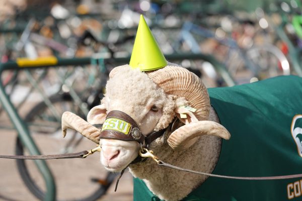 CAM the Ram celebrated his birthday at the Colorado State University Student Rec Center Feb. 1. The party was organized by the CSU Alumni Association.