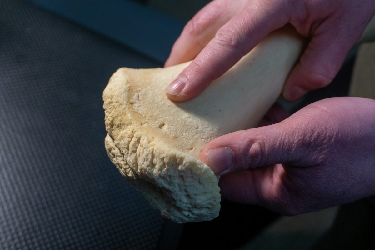 A person's hands are pointing to indents on a bone.