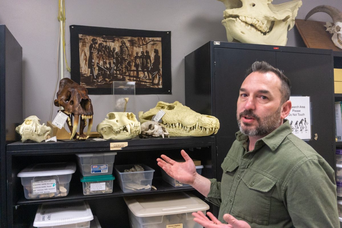 A person stands in front of shelves with skulls of animals on top.
