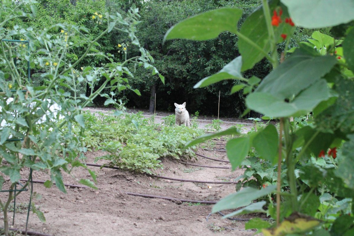 A coyote statue watches over the garden that honors Native American food traditions at The Gardens at Spring Creek July 18. 
