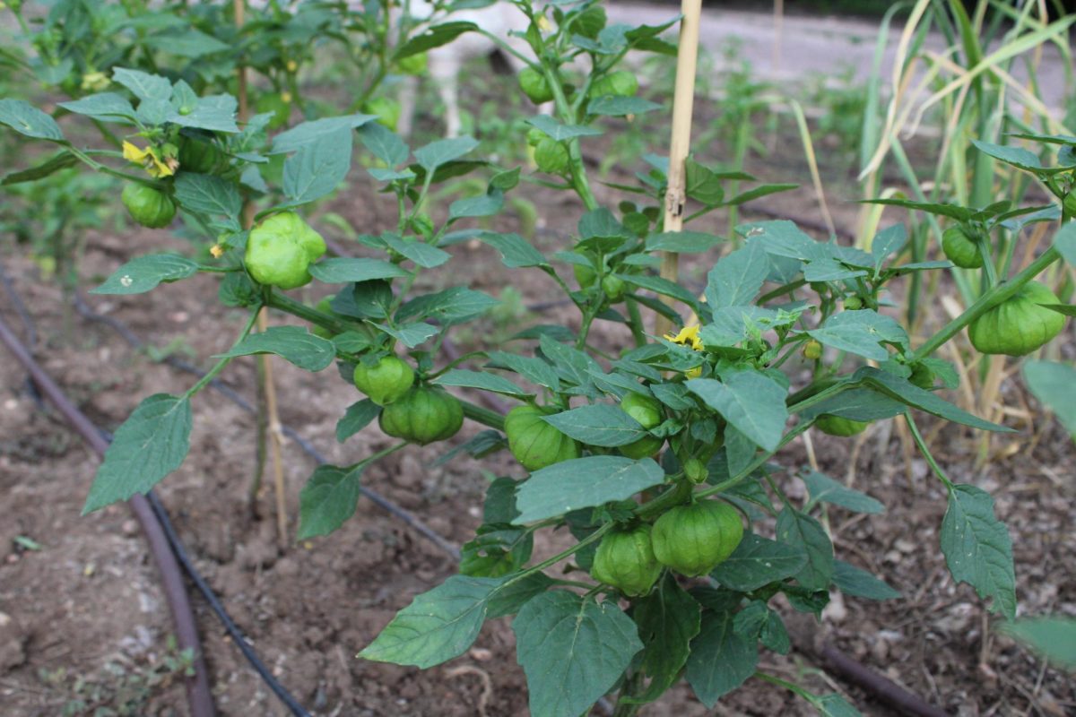 Tomatillos are featured at the Gardens at Spring Creek as a part of a garden that aims to honor Native Americans and indigenous food growth practices such as crop rotation July 18. 