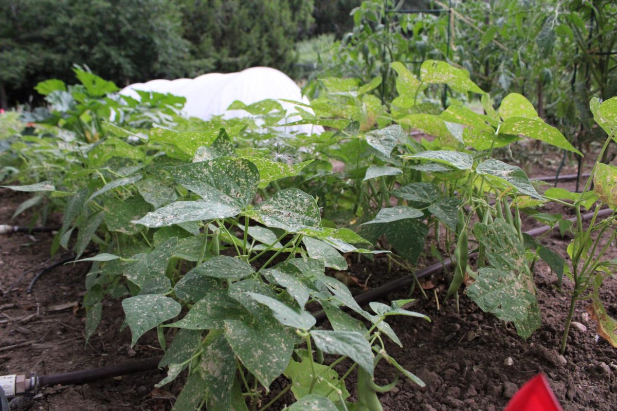 Phaseolus vulgaris (Common green bean) is one of many plants featured on the plot of land that honors Native American food traditions at The Gardens at Spring Creek. Legumes such as the green bean contain nitrogen fixing bacteria, replacing the function of modern-day fertilizers July 18.