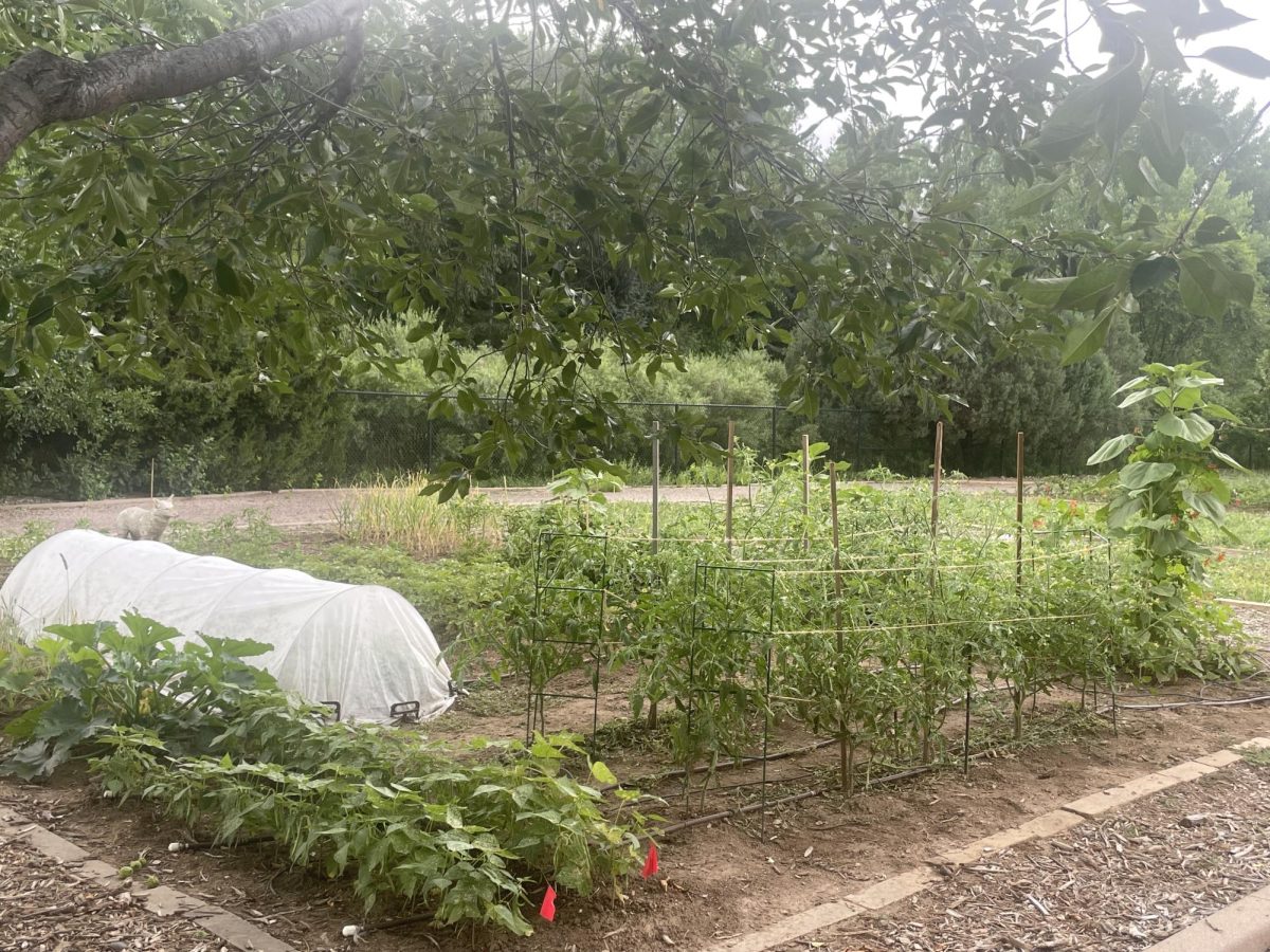 An 800-square-foot plot at The Gardens on Spring Creek features a variety of traditional Indigenous crops, grown without pesticides, to honor Native American food traditions July 18.