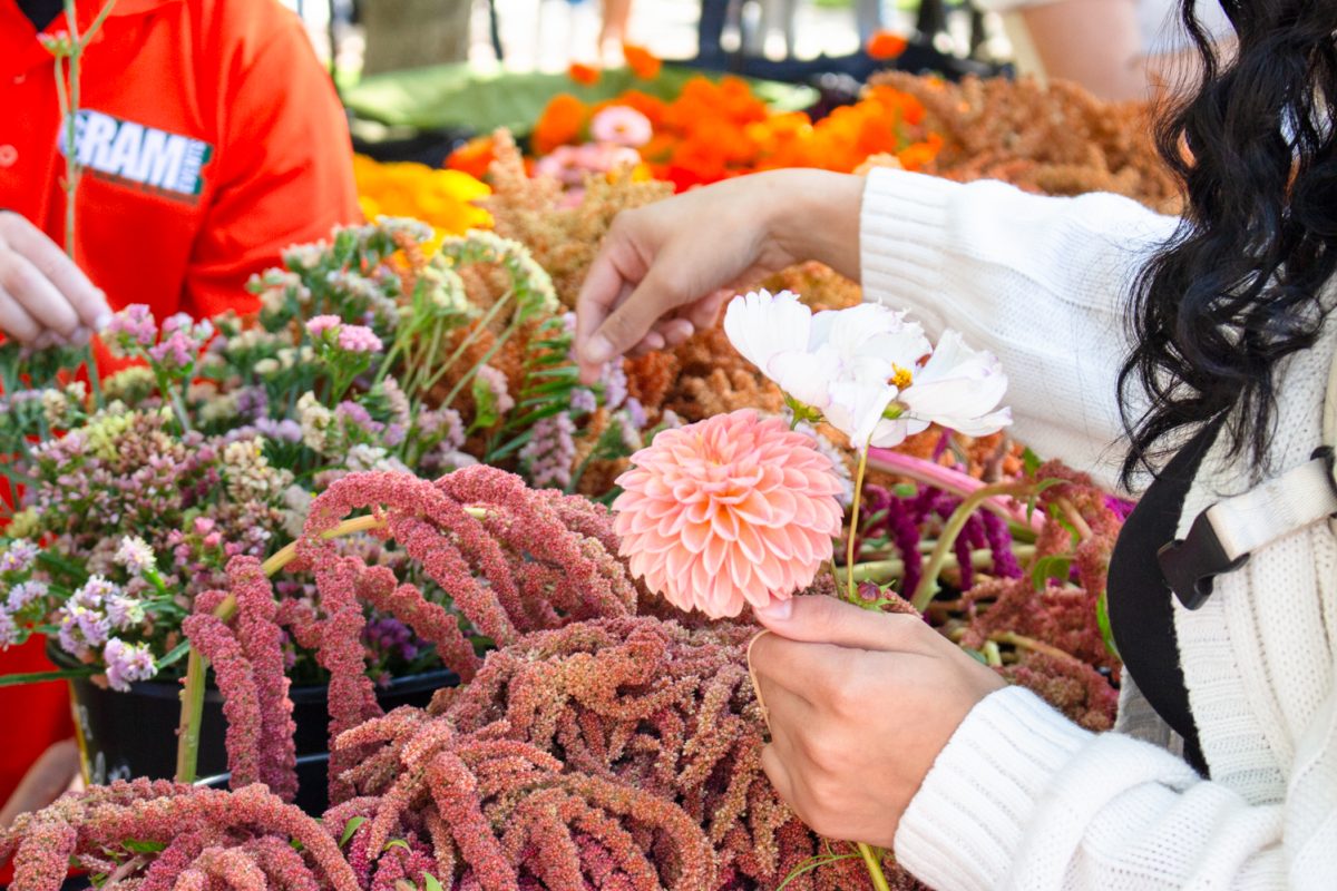 Colorado State University fourth-year psychology major Angeles Rubio  selects flowers from a batch of different types organized in buckets during the Feria de Flores event on the Lory Student Center Plaza Sept. 24. Feria de Flores is a National Latinx/é Heritage Month celebration, allowing CSU students to make bouquets of flowers inspired by Colombia’s famous La Feria de las Flores. 