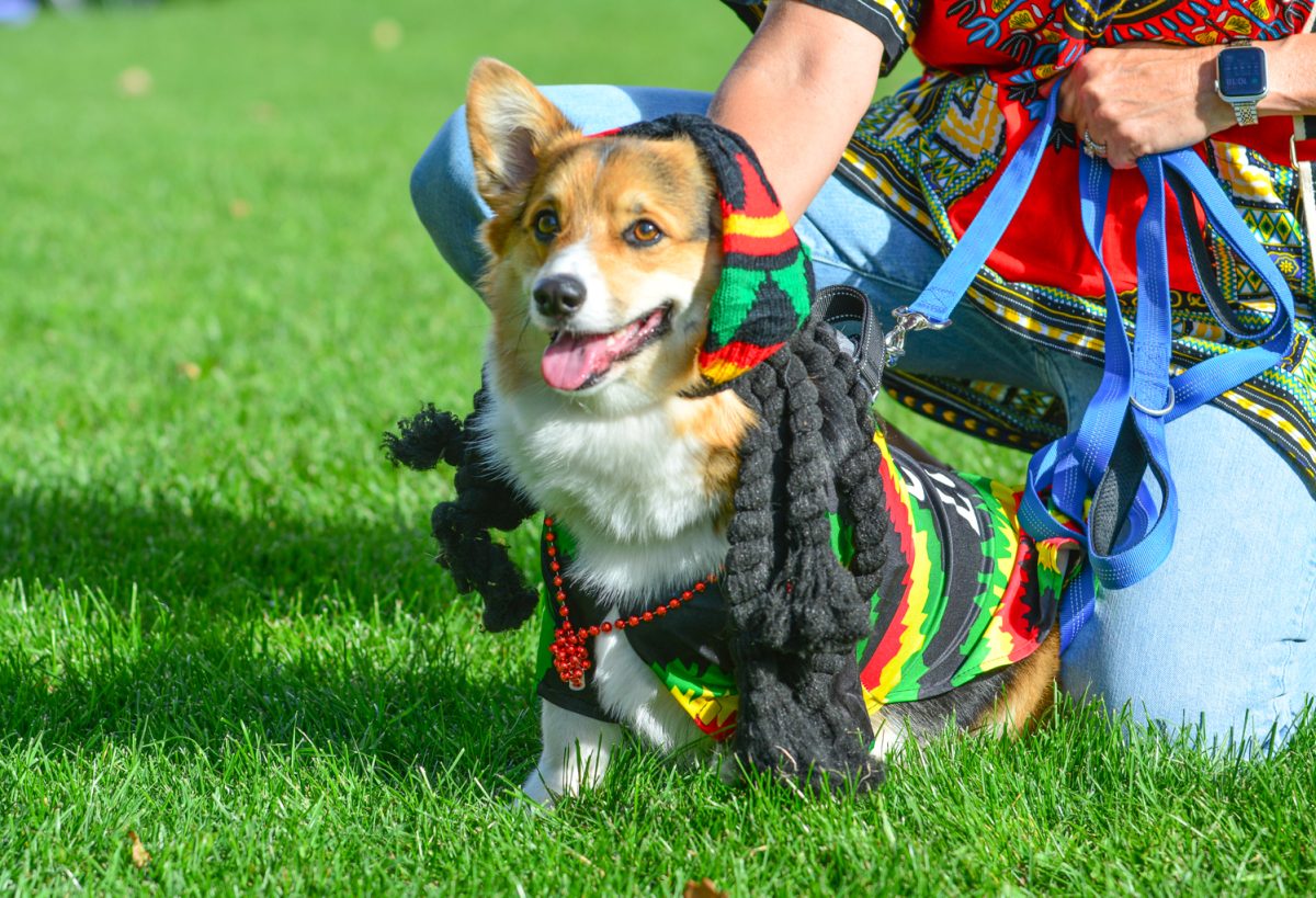 Vickie Metzinger with her bob marley corgi Buck OCt. 4. "It's the cutest day of the year" Vickie states "I love the creativity."