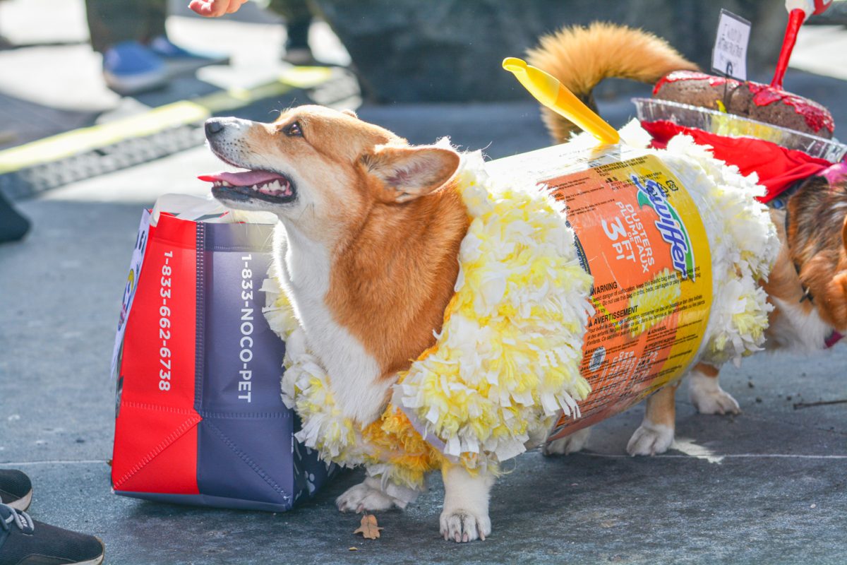The creative costume category winner, Mazi in her swiffer costume Oct. 4. "This is our second year" Mazis owner Tracy blue states "This is her second year winning, last year she was a ball of yarn."