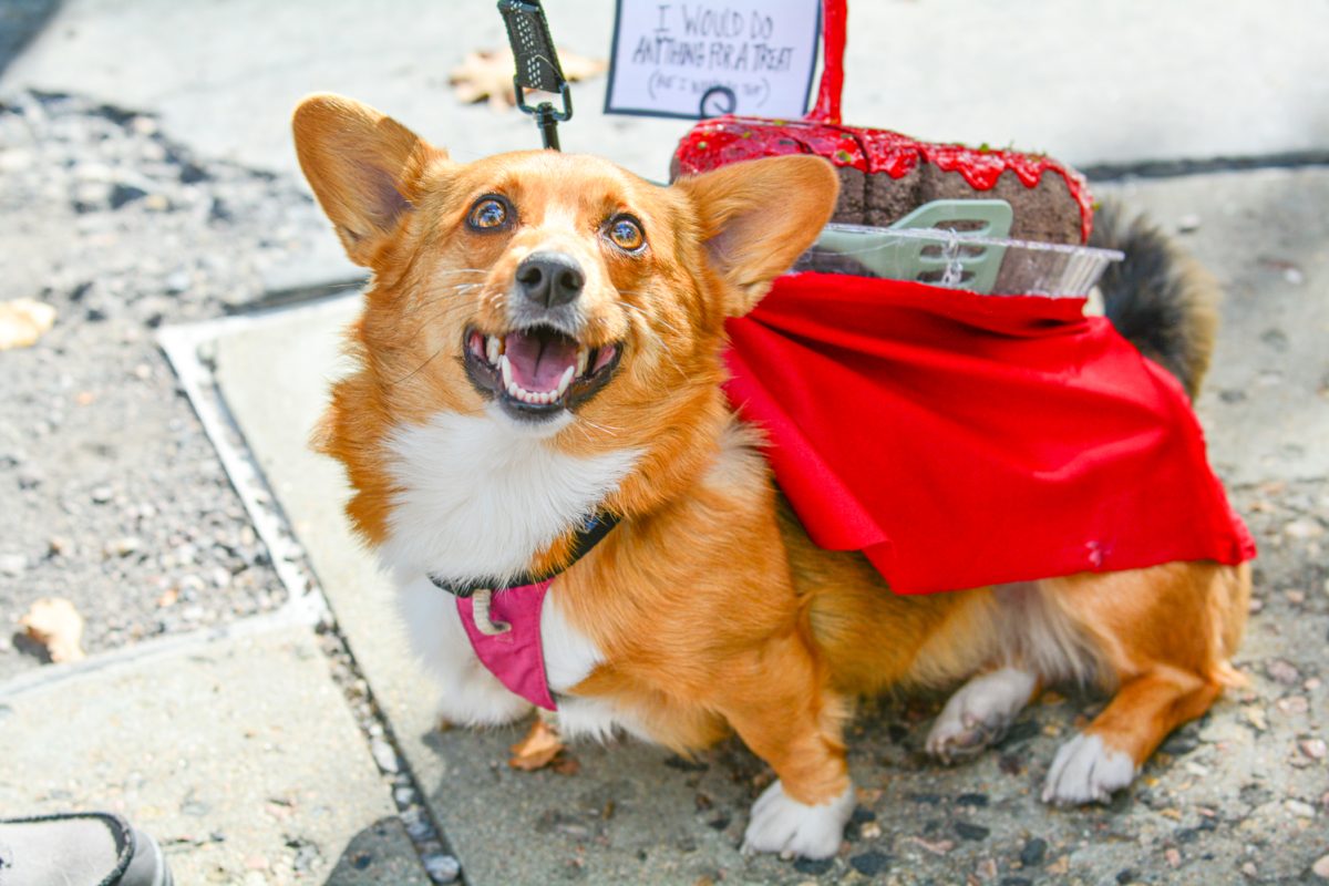 Runner up of the creative costume category Pippy shows off her meatloaf costume Oct. 4. "We just love it," said Shelby Shaw, Pippy's owner. "We are from Texas. The costume — it's all homemade."
