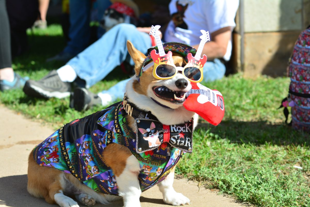 Ginger Sirlin sits with her corgi Bacon, who is rocking his rock 'n' roll costume Oct. 4. "This is one of my favorite places to come," Sirlin said. "The whole city just gets so excited about seeing corgis."
