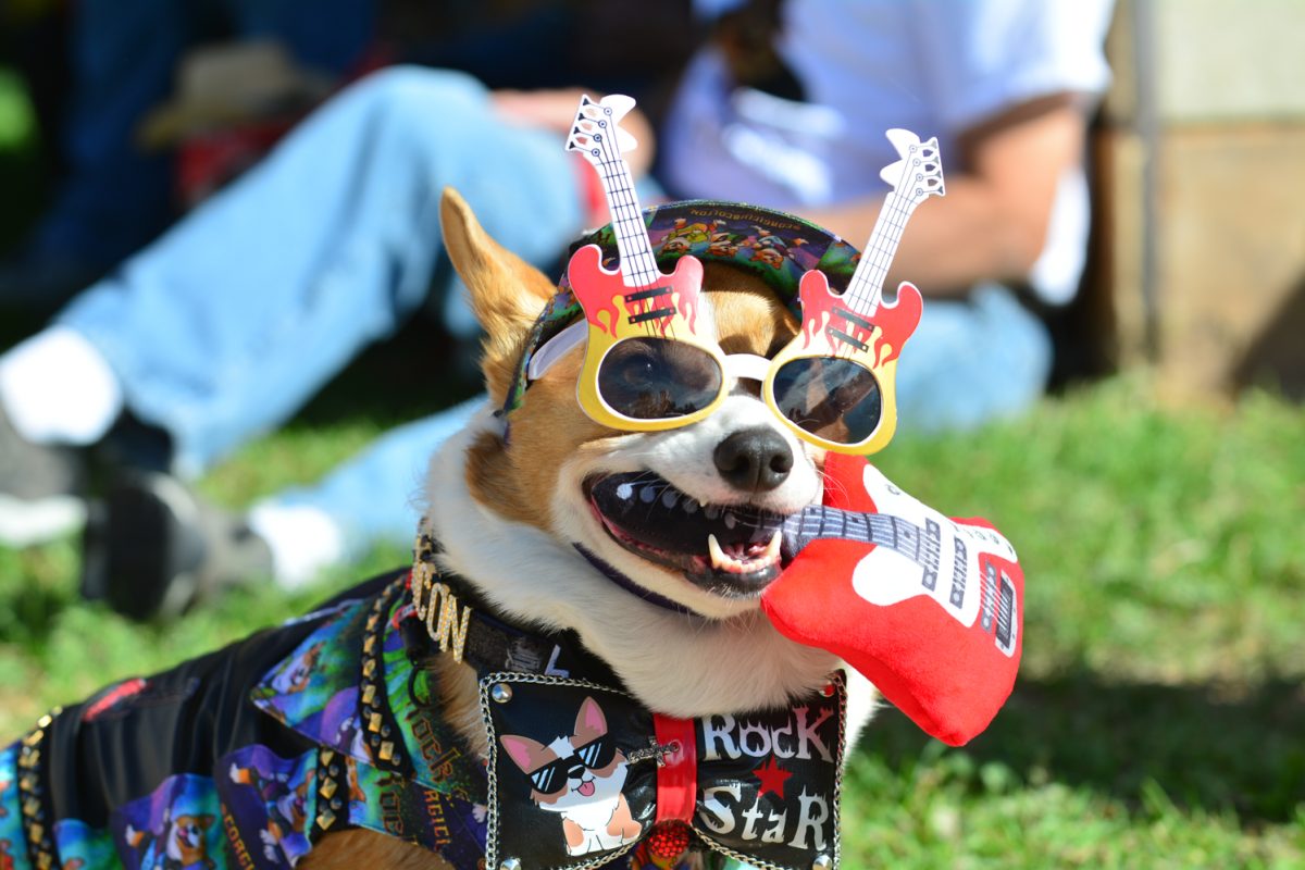 Bacon the corgi chews on his guitar in his rock 'n' roll costume Oct. 4. "I love how the whole city gets involved," said Ginger, Bacon's owner. "We are from Arizona. We come into town just for a second."