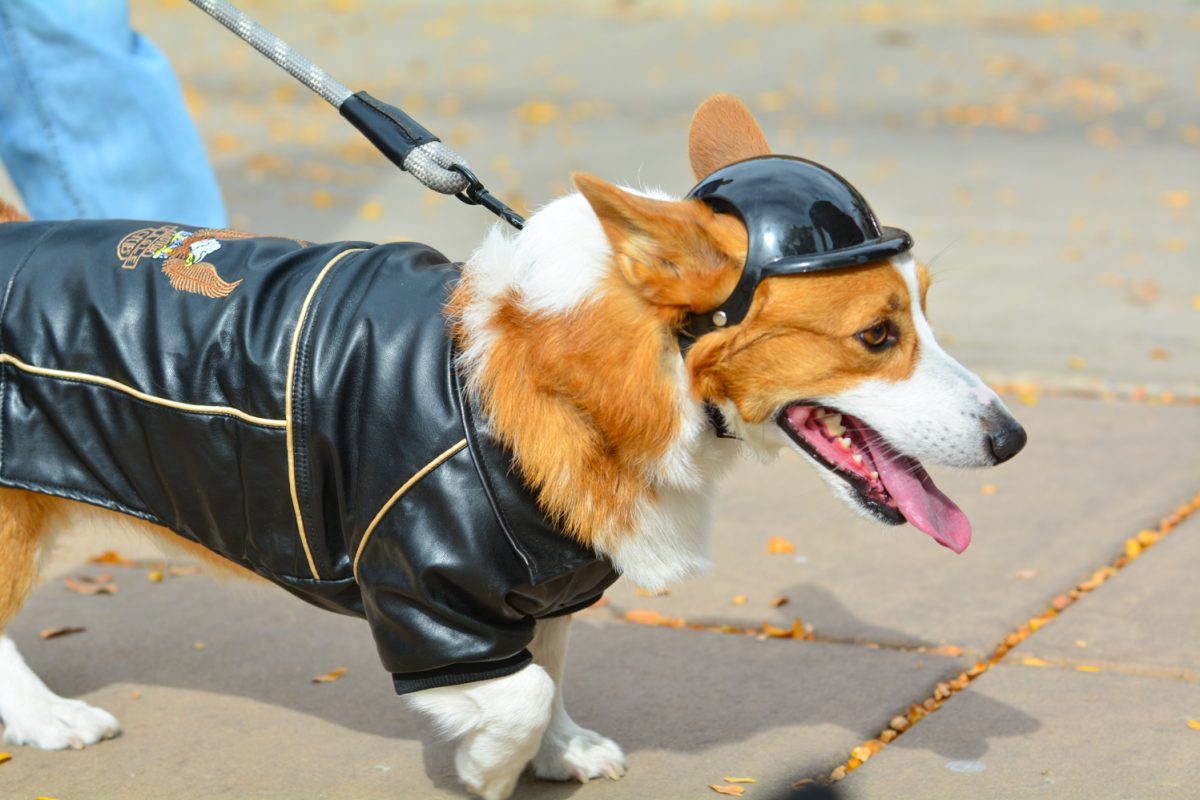 A biker corgi walking during the tour de corgi parade Oct. 4. This parade took place in civic center park.