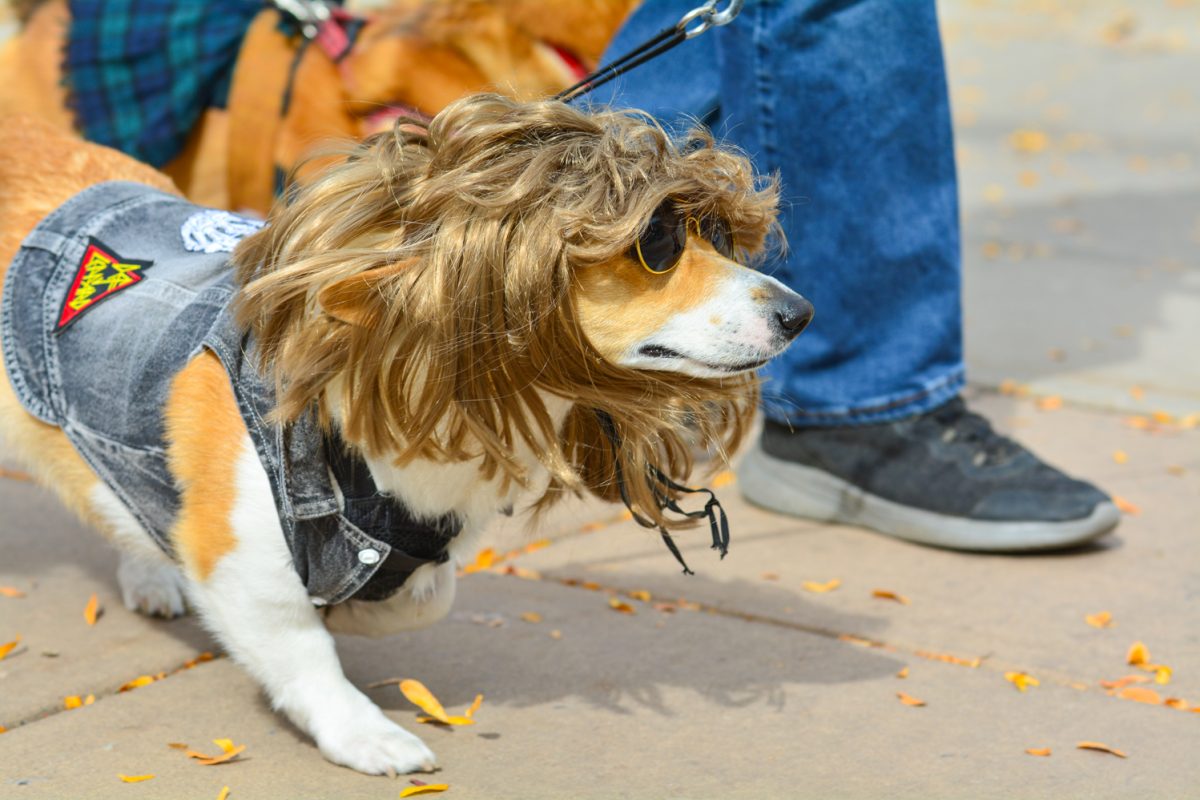 Rock and roll corgi walking in tour de corgi's 11th annual parade Oct. 4. Tour de Corgi's costume contest was held in civic center park.