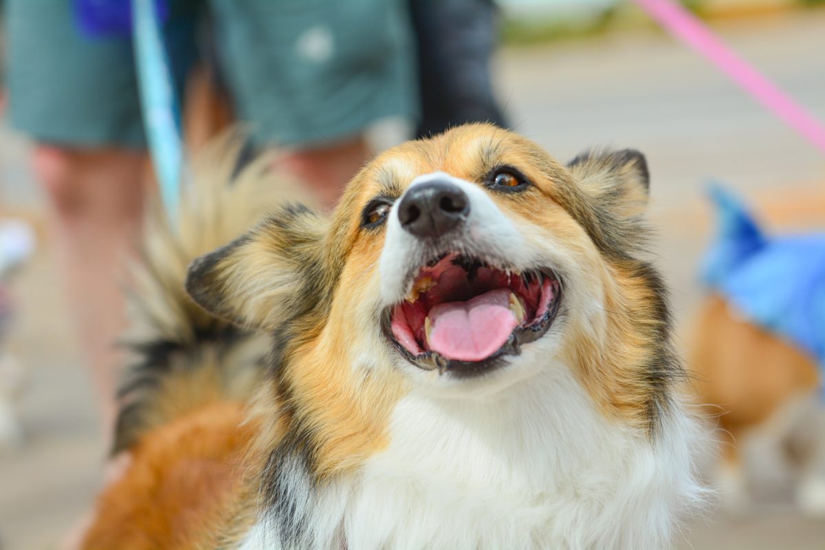 An adorable corgi smiling while walking in the Tour de Corgi parade Oct. 4. This annual parade brings together hundreds of corgis to dress up and walk around old town.