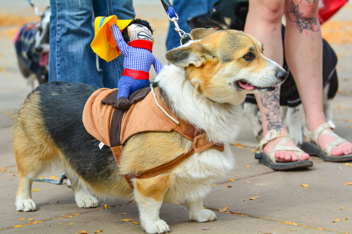 A corgi dressed up with a cowboy on its back for Tour de Corgis costume contest Oct. 4. After the costume contest he went on to march in the parade in old town. 