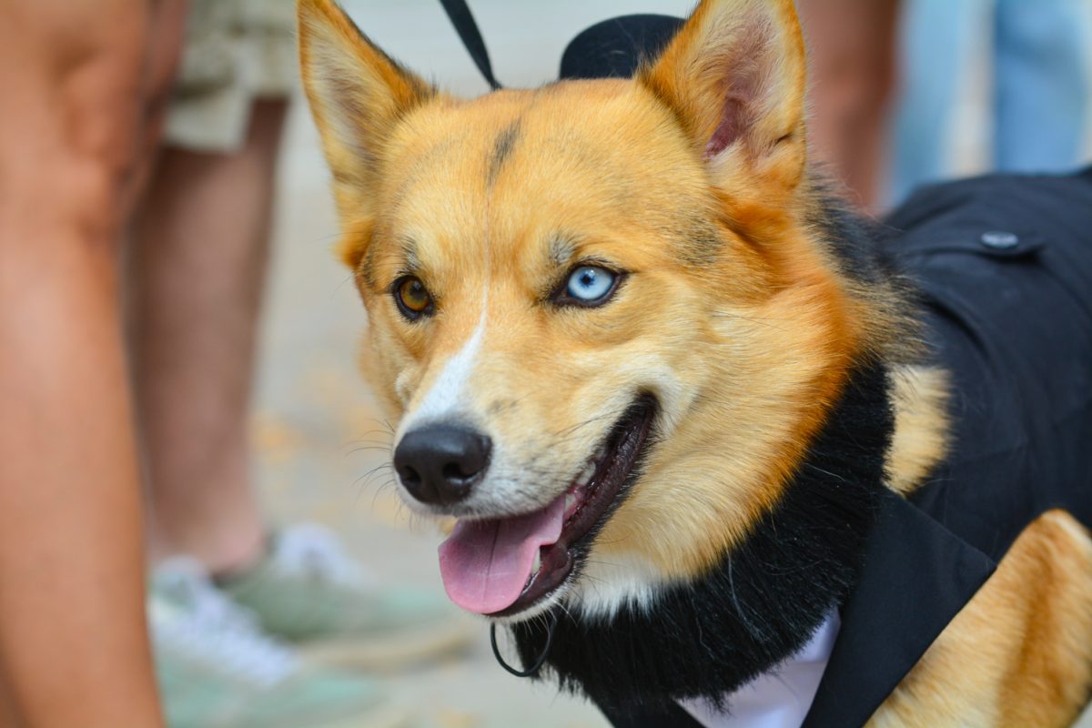 A beautiful corgi dressed up for Tour de Corgi's annual parade and costume contest Oct. 4. This was Tour de Corgi's 11th annual parade. 