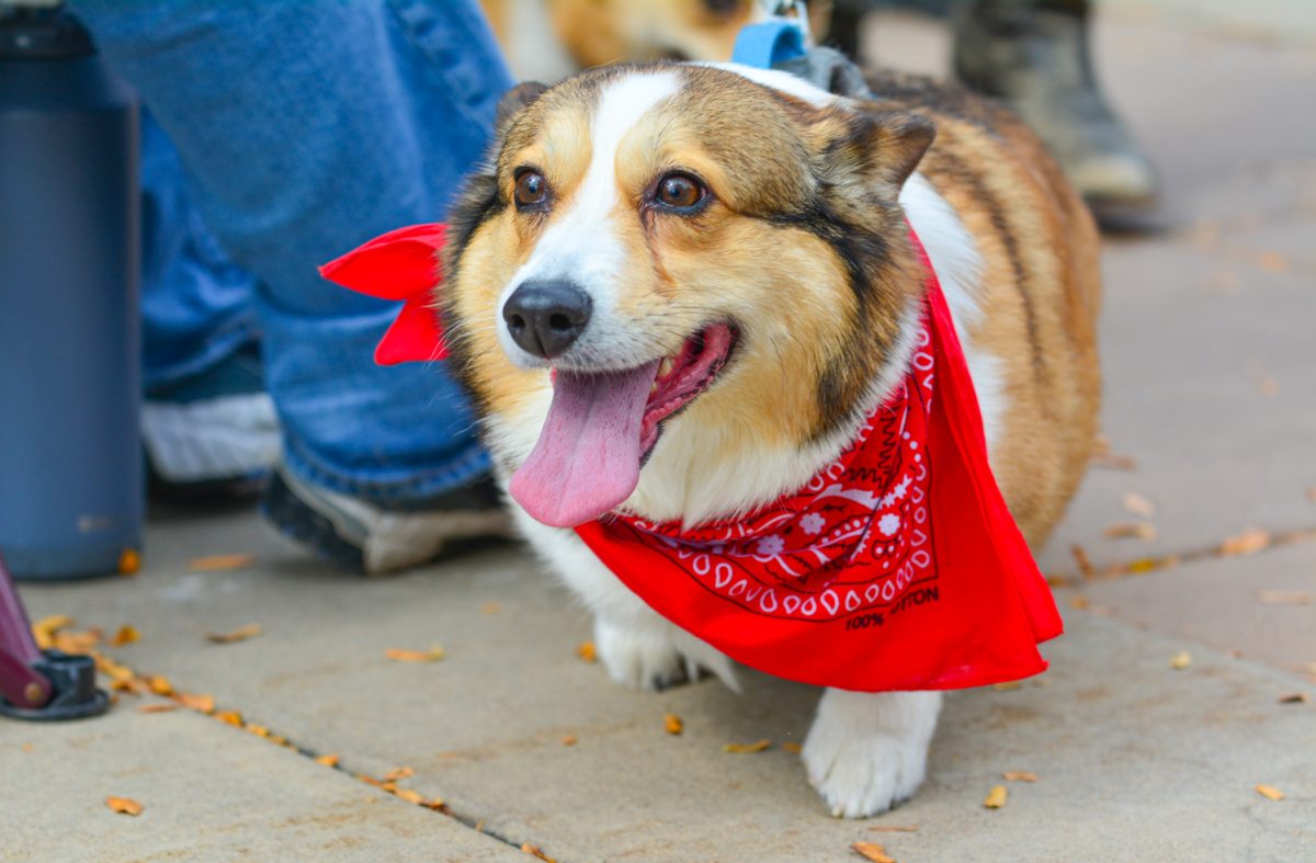 A participant in Tour de Corgis 11th annual parade Oct. 4. This year's theme was rock and roll along with other categories in the costume contest. 