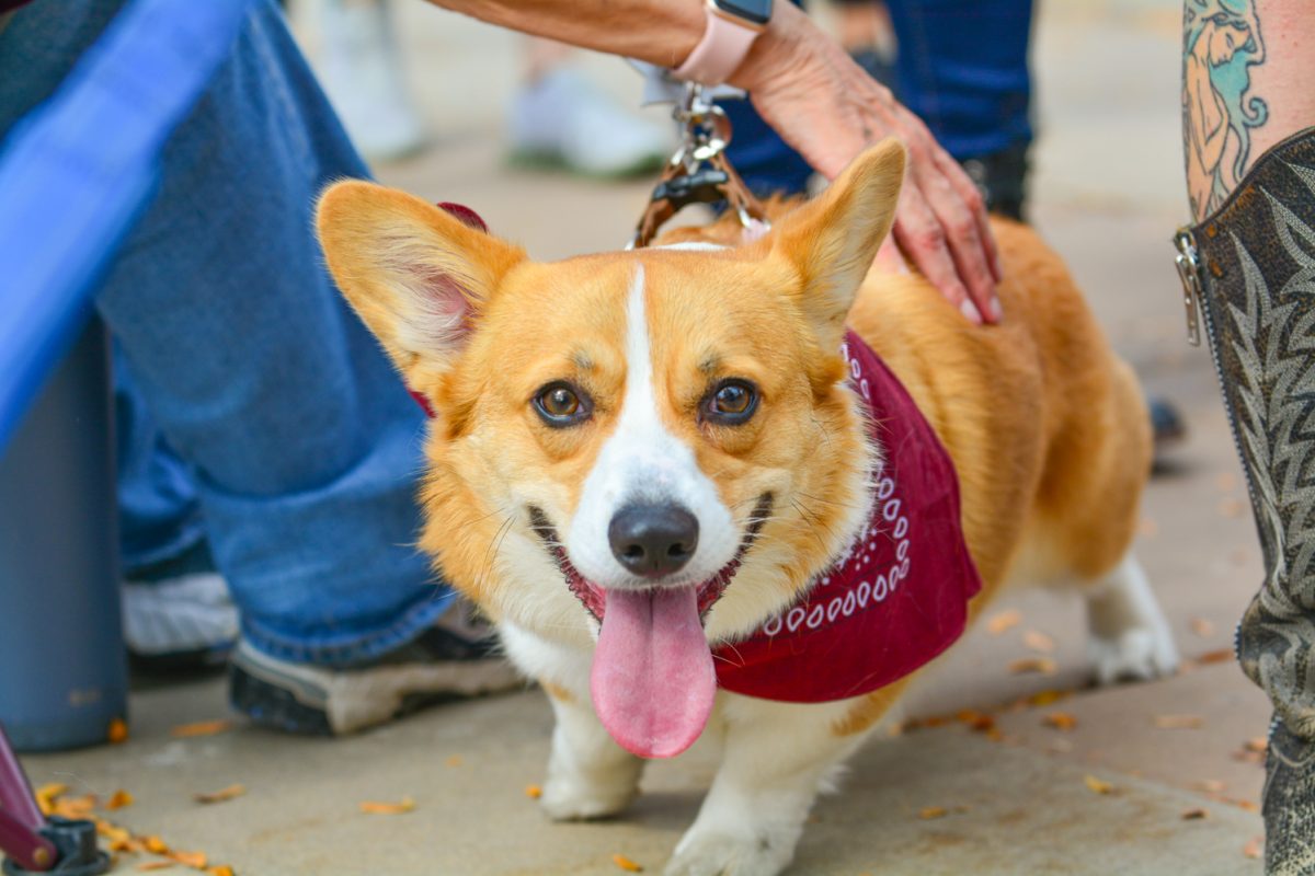 A corgi dressed up and marching in Tour de Corgis 11th annual parade Oct. 4. This costume contest took place in civic center park and continued into old town for the parade. 