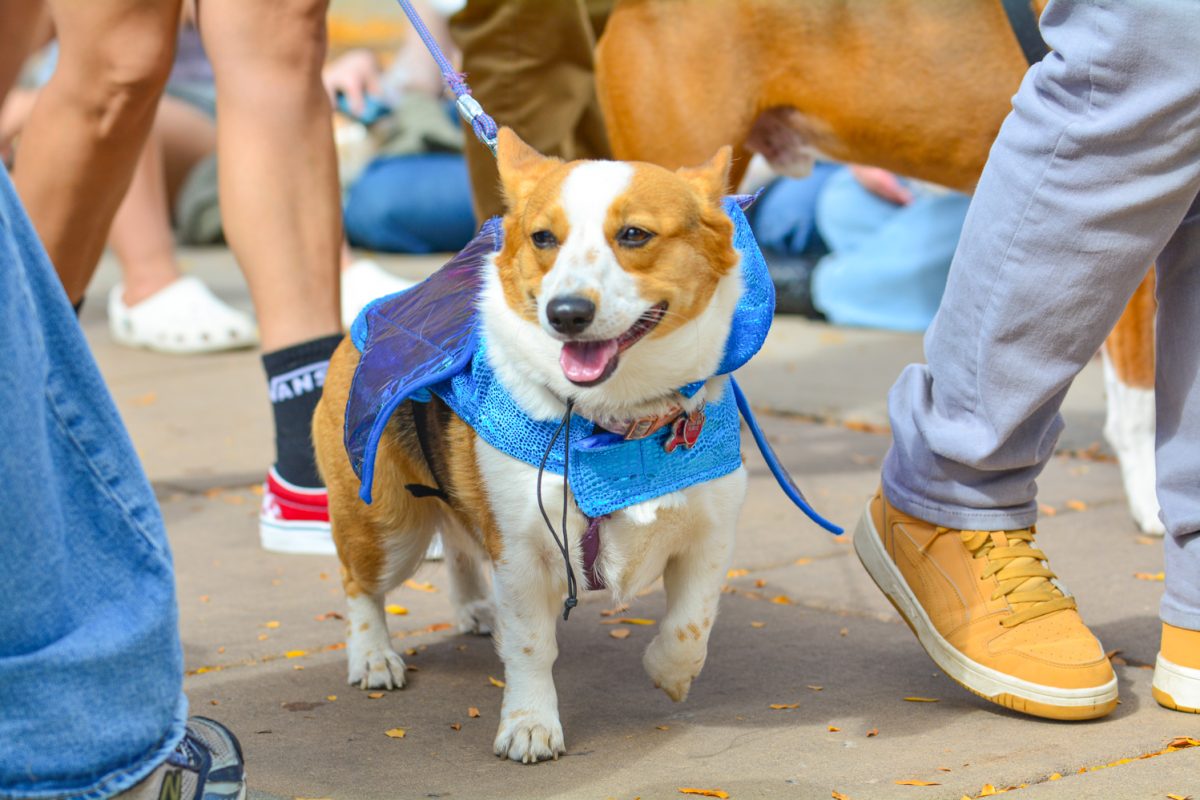 A corgi in a dragon costume marching in Tour de Corgis parade around old town Oct. 4. This event brings together hundreds of corgis in this costume contest and parade. 