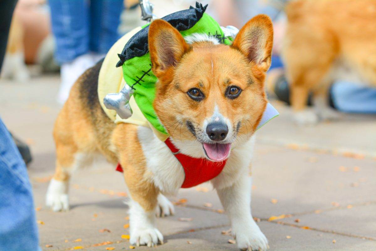 A Frankenstein corgi walks in the Tour de Corgi 11th annual parade Oct. 4. This year's theme was rock 'n' roll and featured several different costume categories.