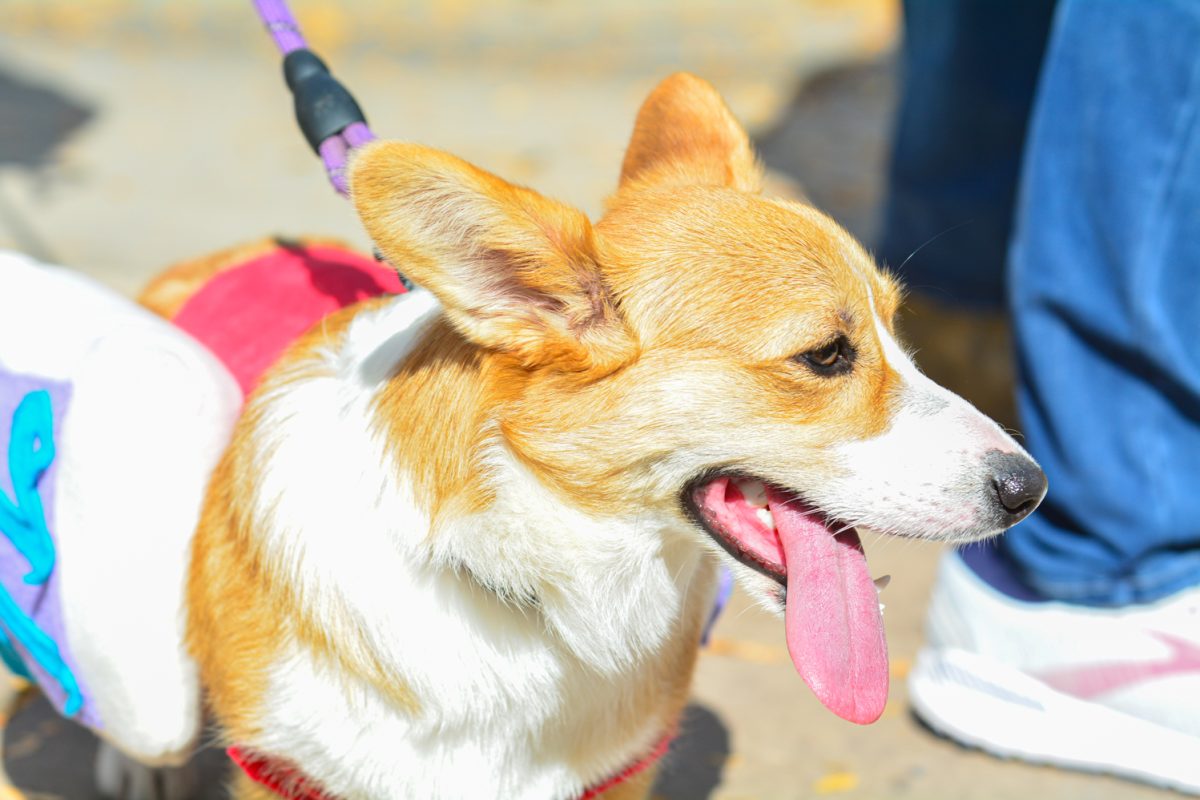 A participant in the Tour de Corgi parade Oct. 4. This was the 11th annual Tour de Corgi event. 