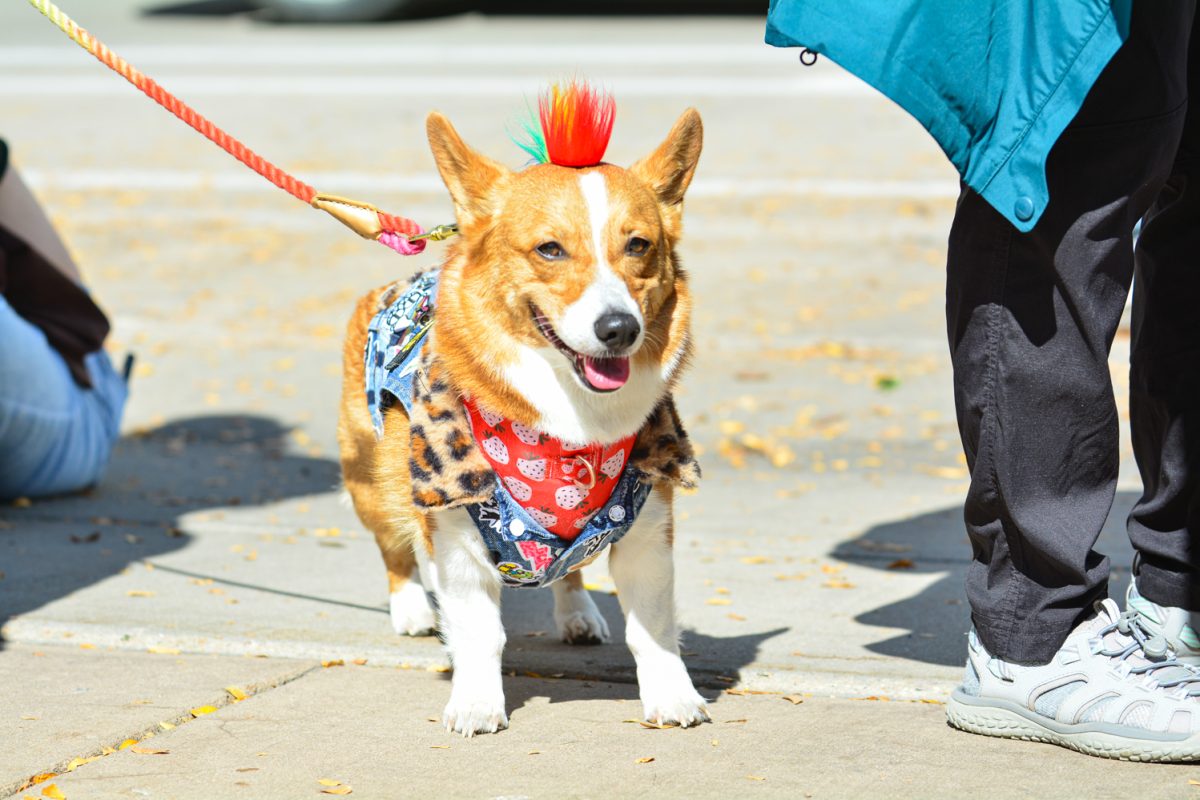 A corgi with a colorful mohawk walking around old town in the Tour de Corgi parade Oct. 4.  This year's theme was rock and roll. 