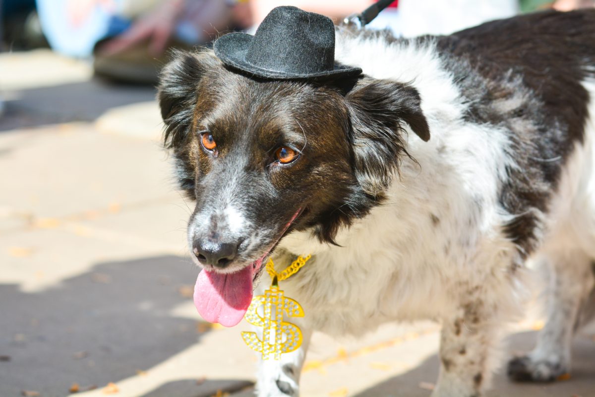A dog dressed up for the11th annual Tour de Corgi parade Oct. 4. This parade started in civic center park for the costume contest then continued the parade around old town. 
