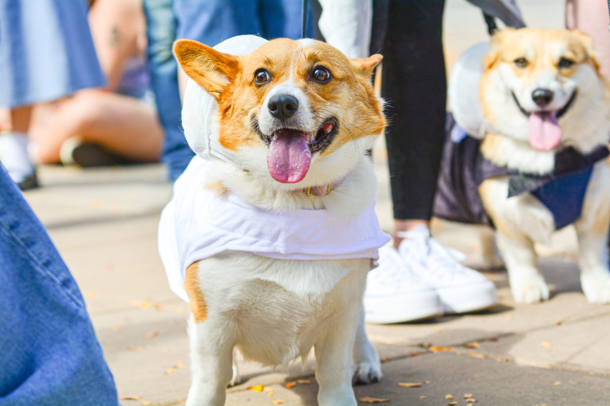 A corgi dressed up as salt with her brother dressed up as pepper trot along the sidewalk in the Tour de Corgi parade Oct. 4. This is the 11th annual parade in Fort Collins. 