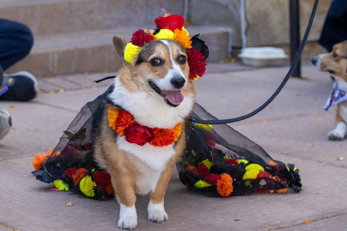 A corgi dressed up in a handmade costume for the 11th annual Tour de Corgi parade Oct 4.