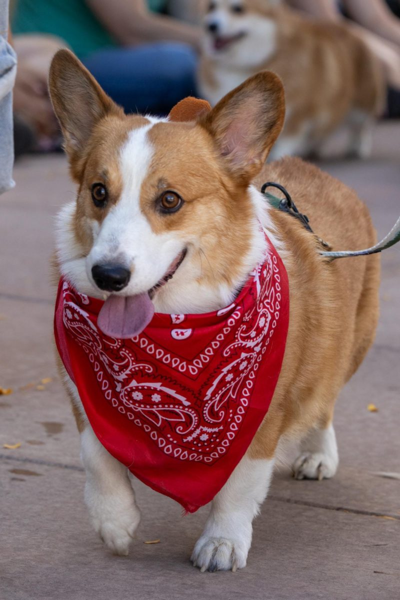 A corgi dressed up with a bandana for the 11th annual Tour De Corgi Parade. Oct 4.