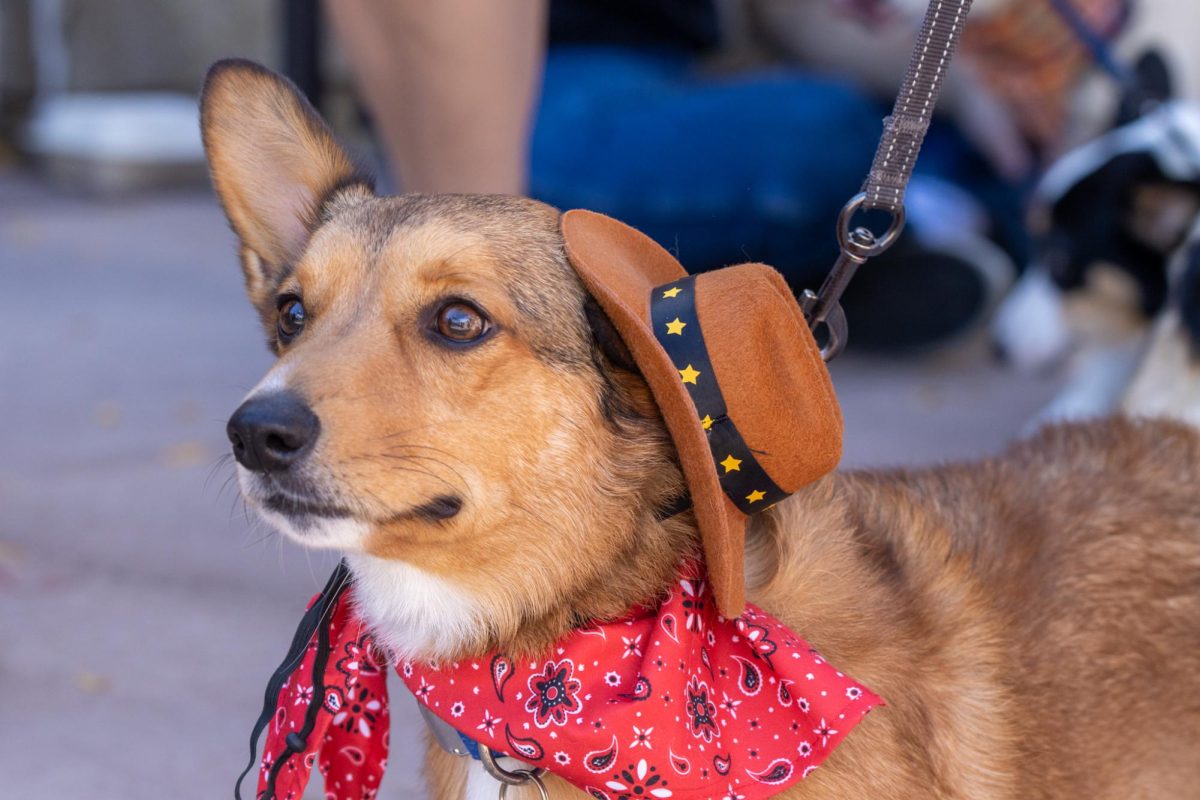 A corgi dressed up as a cowboy for the 11th annual Tour De Corgi Parade. Oct 4.