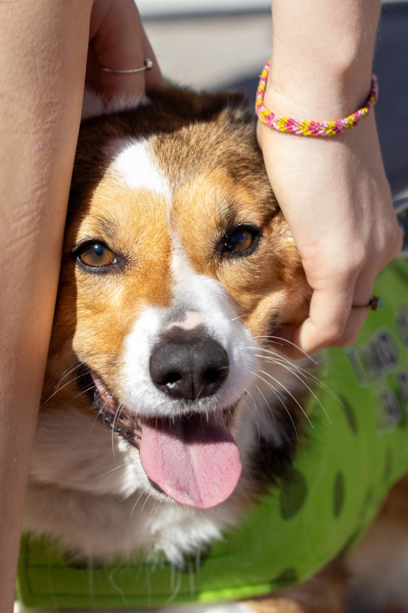 A corgi dressed up as a pickle for the 11th annual Tour De Corgi Parade Oct 4.