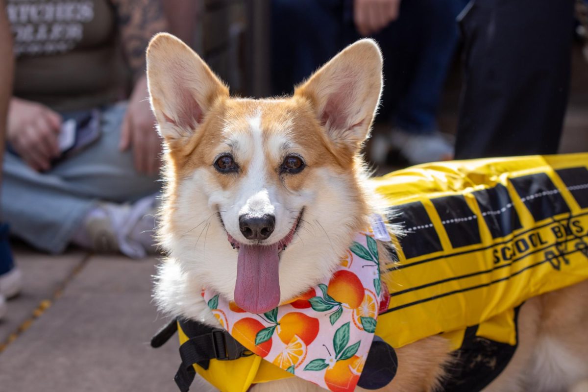 A corgi dressed up as a school bus of rock for the 11th annual Tour De Corgi Parade. Oct 4. This event has a theme of rock and roll.