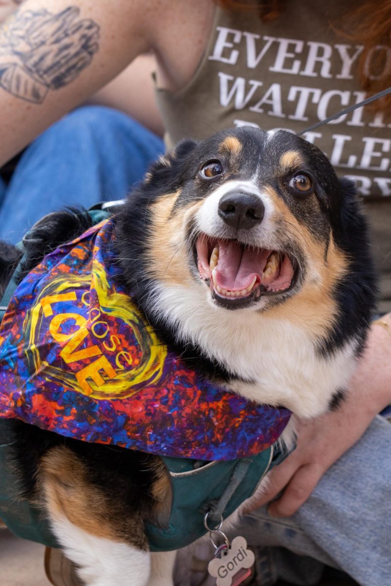 A corgi named Gordi wears a bandana for the 11th annual Tour De Corgi Parade Oct 4.