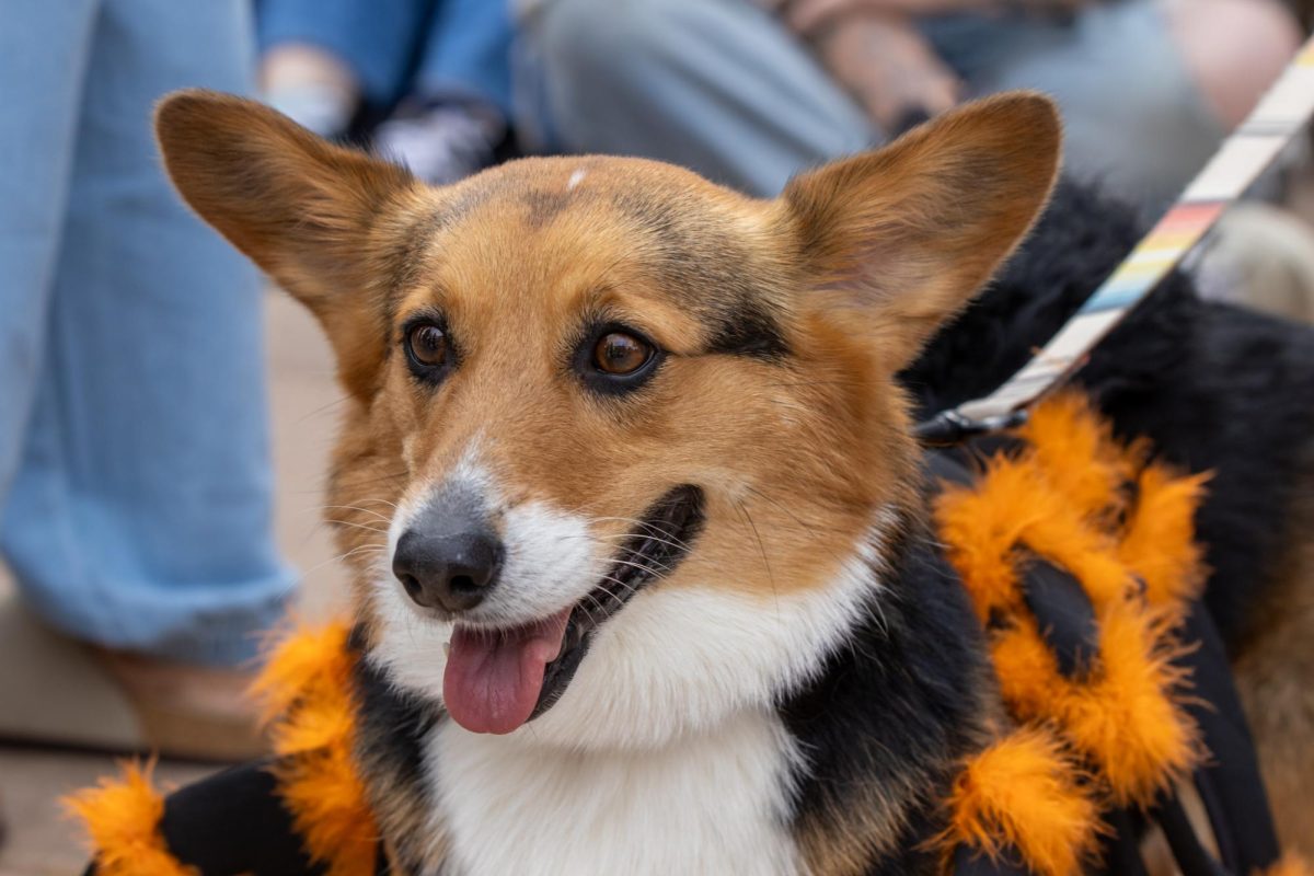 A corgi dressed up as a spider for the 11th annual Tour De Corgi Parade. Oct 4.