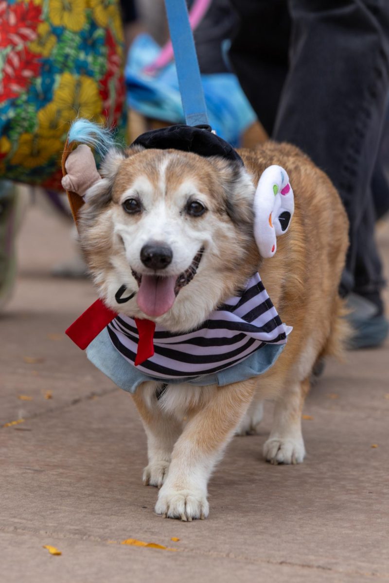 A corgi dressed up for the 11th annual Tour De Corgi Parade. Oct 4.