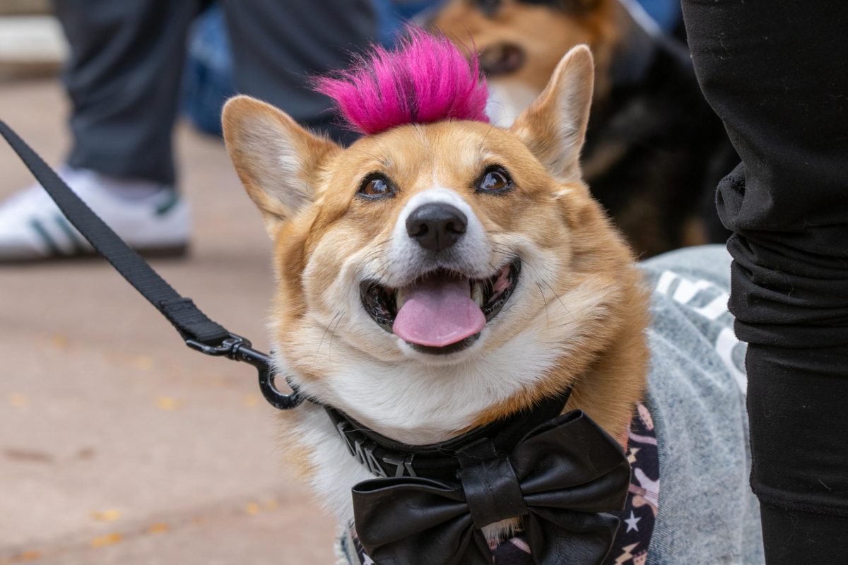 A corgi dressed up with a Mohawk for the 11th annual Tour De Corgi Parade. Oct 4.