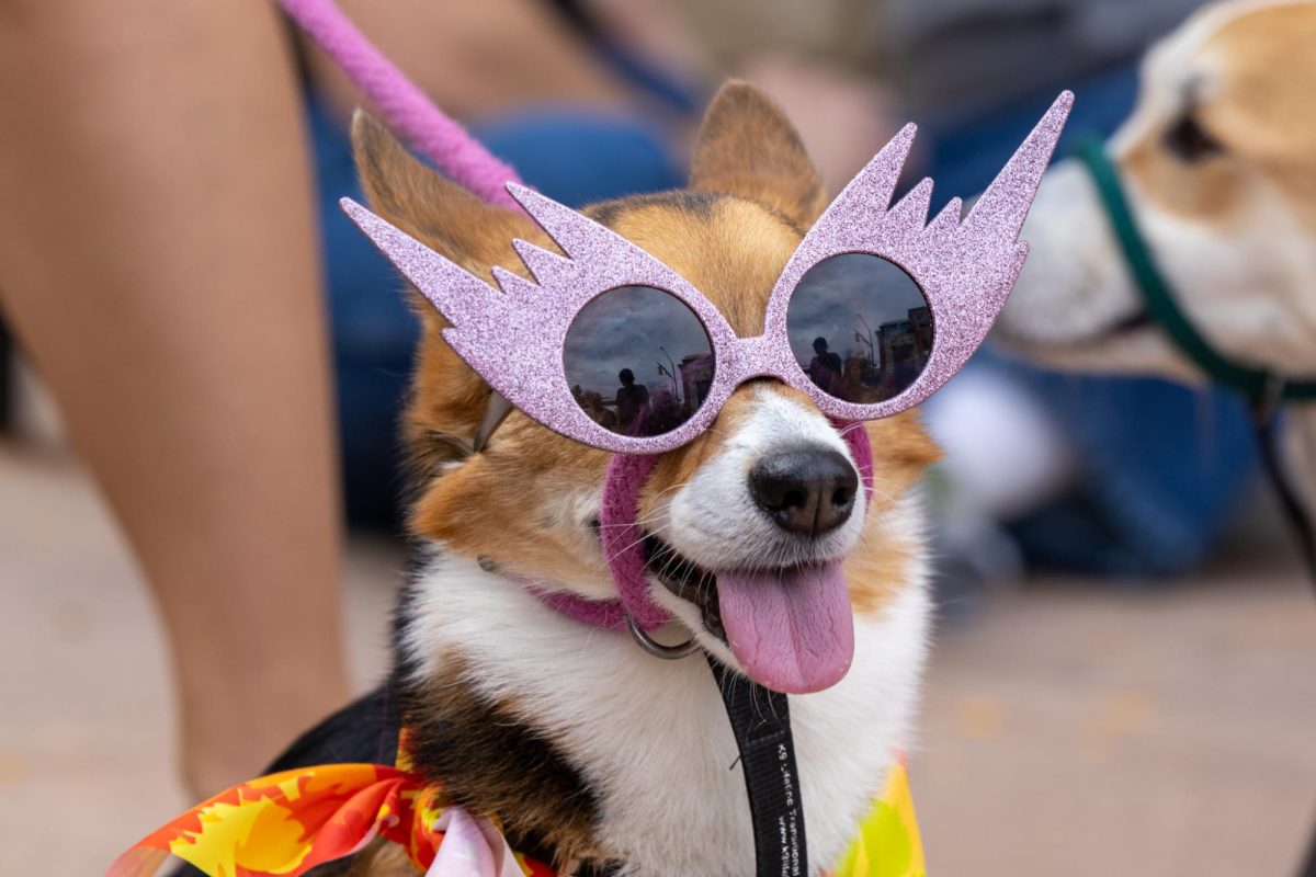 A corgi dressed up in rock 'n' roll attire for the 11th annual Tour De Corgi Parade Oct 4.