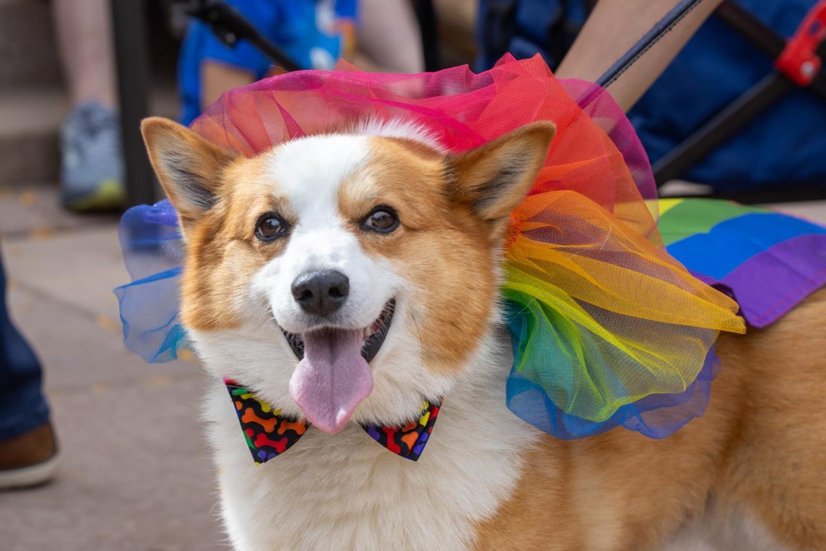 A corgi dressed up in a rainbow tutu for the 11th annual Tour De Corgi Parade. Oct 4.
