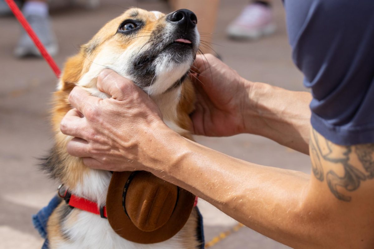 A corgi dressed up as a cowboy for the 11th annual Tour De Corgi Parade. Oct 4.