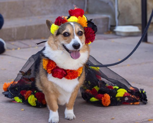 A corgi dressed up in a costume.