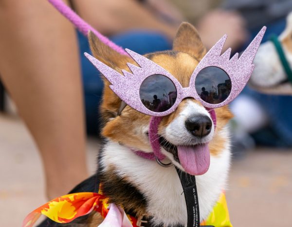 A corgi dressed up in a costume.