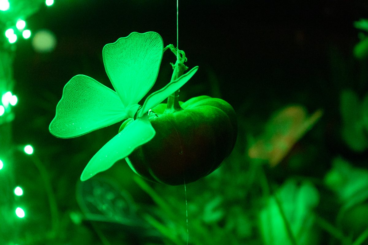 An artifical butterfly sits on a pumpkin hanging from a tree at Pumpkins on Parade at the Gardens on Spring Creek Oct 24.