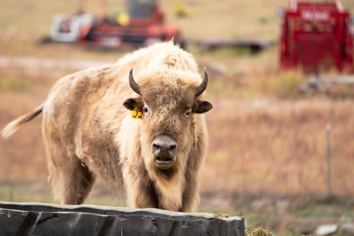 A white buffalo eats a snack while looking into the horizon on Oct. 11 in Guffey Colorado.