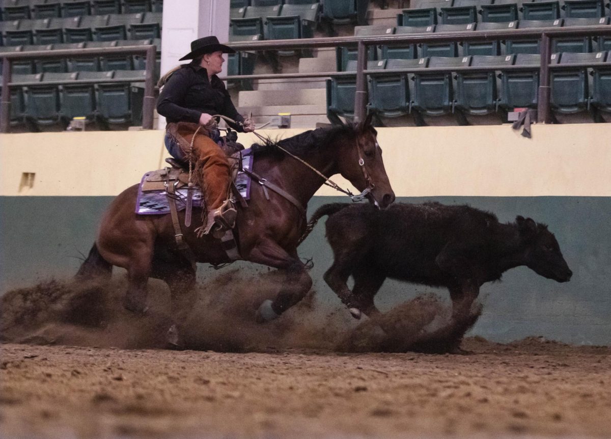 Stockhorse rider competes in Colorado State University's Silver Juubilee horse show in Fort Collins Colorado, Oct. 17.