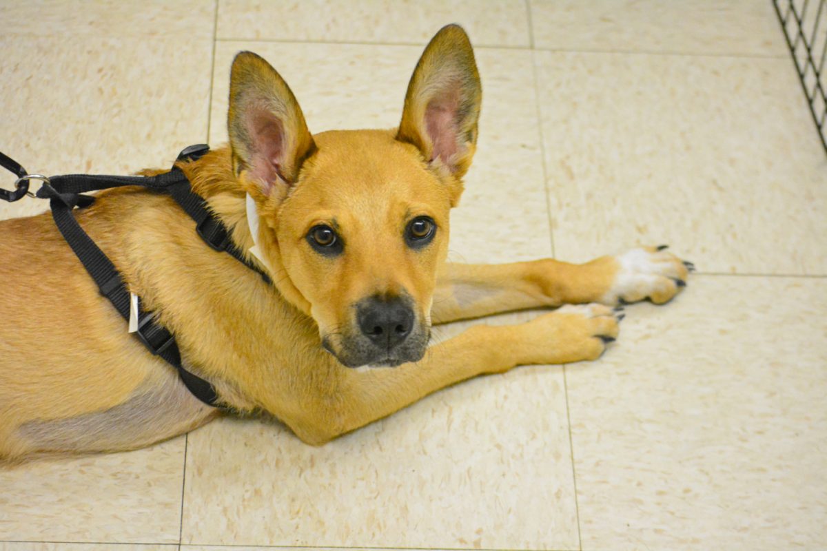 River the five-month-old puppy who was rescued from a reservation Nov. 6. This was Rivers second visit to the Colorado State University's Vet Hospital for physical therapy. 