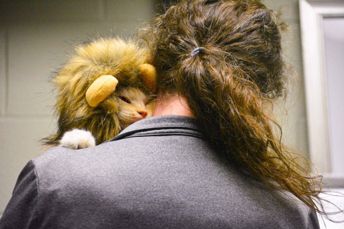 Tigger, a ten-month-old cat who visited the Colorado State University Vet Hospital to receive treatment for her orthopedic issues Nov. 6. Tigger showed up for her appointment with her tiger costume. 