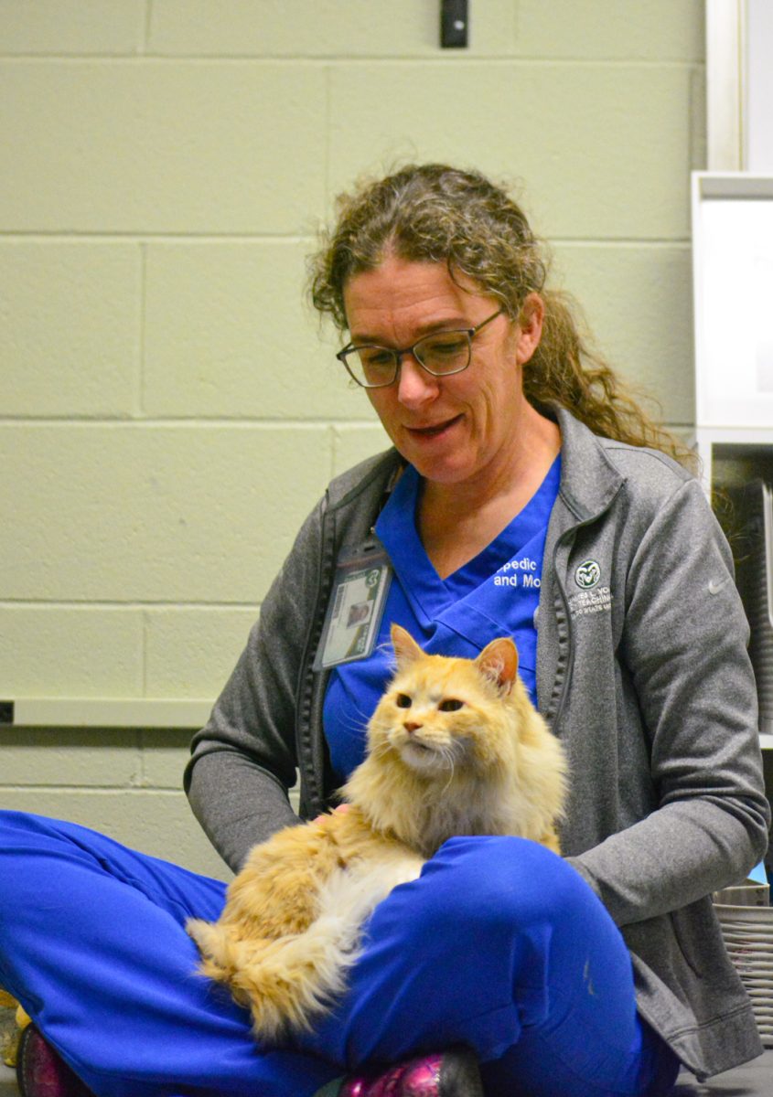 Colorado State University Vet Hospital helps ten-year-old Tigger feel comfortable as she struggles with orthopedic issues Nov. 6.  She receives massage therapy, laser therapy etc.  