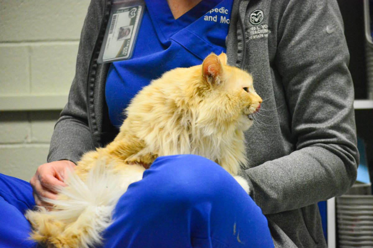 Colorado State University Vet Hospital Therapy doesn't see a lot of cats however, Tigger is a frequent patient Nov. 6. Tigger struggles with orthopedic issues and receives massage and laser therapy treatment. 